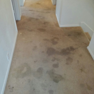 Katy, Texas - Carpet Dyeing Before