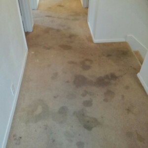 Katy, Texas - Carpet Dyeing Before