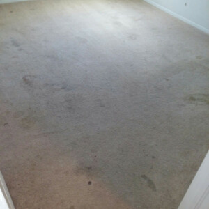 Carpet Dye in Katy, Texas - Before