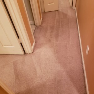 Carpet Stain Removal in Katy, Texas